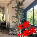 光触媒　人工観葉植物　ウォールグリーン　フェイクグリーン　イタリアンベンジャミン17575の画像