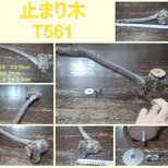 止まり木（枝：TOY-23-004) 　T561