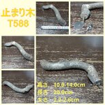 止まり木（枝：TOY-23-004) 　T588