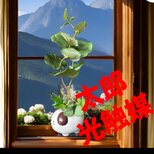 光触媒　人工観葉植物　ウォールグリーン　フェイクグリーン　犬ポット観葉アレンジ5の画像