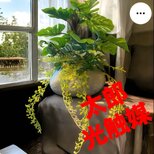 光触媒　人工観葉植物　ウォールグリーン　フェイクグリーン　モンステラ石花器54の画像