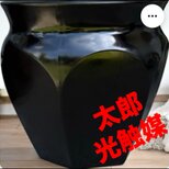 光触媒　人工観葉植物　ウォールグリーン　フェイクグリーン　尺〜尺2サイズ黒ツボの画像