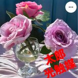 光触媒　人工観葉植物　ウォールグリーン　フェイクグリーン　マジカルウォーター　ローズ2323の画像