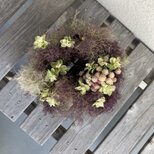 スモークツリース（受注制作）の画像