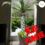 光触媒　人工観葉植物　ウォールグリーン　フェイクグリーン　フェニックス8255の画像