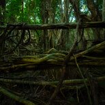屋久島 魅入られる幻想の森 [11] 【風景写真・ポスターアート インテリア】の画像