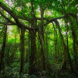 屋久島 魅入られる幻想の森 [12] 【風景写真・ポスターアート インテリア】の画像