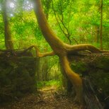 屋久島 魅入られる幻想の森 [14] 【風景写真・ポスターアート インテリア】