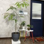 Mサイズ キャスター付き プランタースタンド プランター台 観葉植物