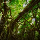 屋久島 魅入られる幻想の森 [16] 【風景写真・ポスターアート インテリア】