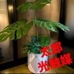 光触媒　人工観葉植物　ウォールグリーン　フェイクグリーン　バリ風特大モンステラ8