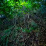 屋久島 魅入られる幻想の森 [22] 【風景写真・ポスターアート インテリア】