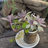 多肉植物 パープル×ライトグリーンの寄せ植え