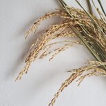 稲穂と水引のお正月飾り