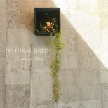 存在感あるゴールド（金）に輝く多肉植物　ウォールグリーンBOX　光触媒加工で空気も綺麗に！