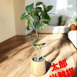 光触媒　人工観葉植物　ウォールグリーン　フェイクグリーン　ガジュマル41woo