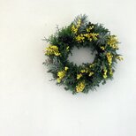 早春. イタリアから春の便り♬  ~ミモザ.ミランドールと針葉樹