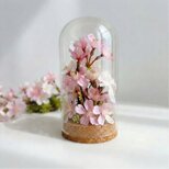 【季節の花】桜のガラスドーム  母の日