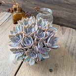 多肉植物 ナチュラルカラーの初恋の寄せ植え