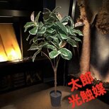 光触媒　人工観葉植物　ウォールグリーン　フェイクグリーン　斑入りゴムの木