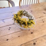 ミモザとラムズイヤー