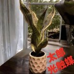 光触媒　人工観葉植物　ウォールグリーン　フェイクグリーン　サンセベリア49k