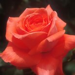 kinako様　専用オーダーメイド