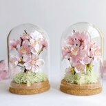 【母の日】桜のガラスドーム  spring