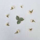 monolog リーフブローチ GREEN