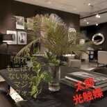 光触媒　人工観葉植物　ウォールグリーン　フェイクグリーン　マジカルウォーター