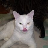 ミトラス