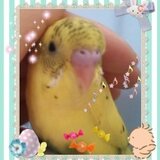 チョコちゃんのピアスやさん♥