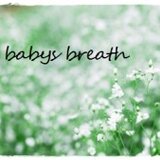 babys breath