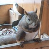 エゾリス工房