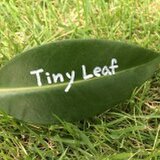 tiny leaf