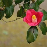 水無月(みなづき）