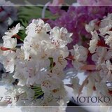 　フラワースタジオMOTOKO