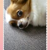moka