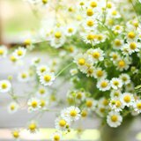 atelier カモミール