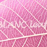 BLANC leaf