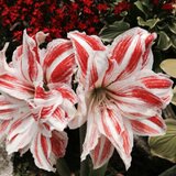 ポルトボヌール