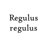 Regulus regulus
