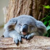 月と太陽の子守熊
