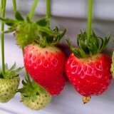くどうさと