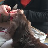 きちまんわんこ