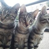 のらねこ