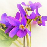 アトリエ花野(かの)