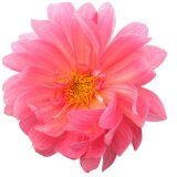 森のお花屋さん