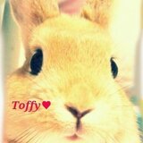 Toffy