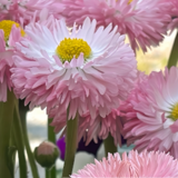 daisy-m